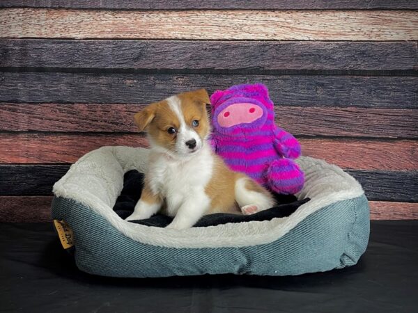 Pembroke Welsh Corgi/Pomeranian DOG Female Red Merle 24698 Petland Las Vegas, Nevada