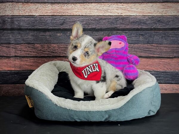 American Corgi DOG Female Blue Merle / Tan 24697 Petland Las Vegas, Nevada