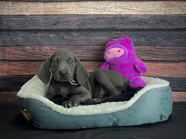 Weimaraner DOG Female Blue 24695 Petland Las Vegas, Nevada