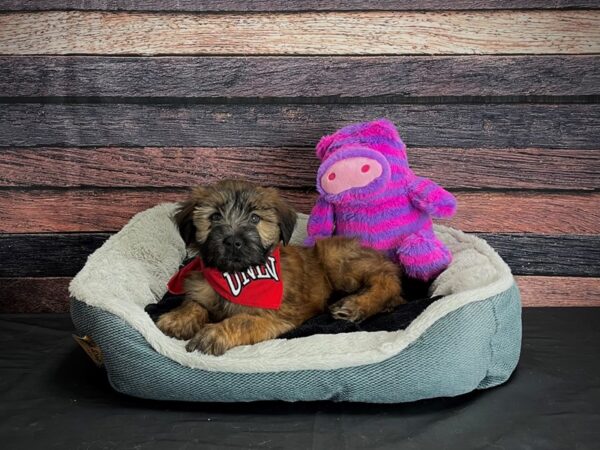 Soft Coated Wheaten Terrier DOG Female Wheaten 24694 Petland Las Vegas, Nevada