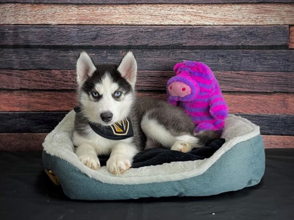 Siberian Husky DOG Male Black / White 24693 Petland Las Vegas, Nevada