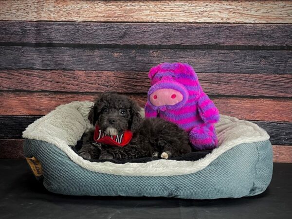 Poodle-DOG-Male-Blue-24690-Petland Las Vegas, Nevada