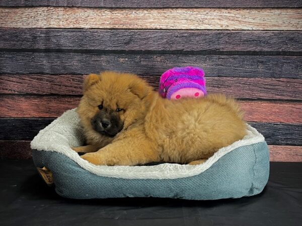 Chow Chow-DOG-Female-Cinnamon-24687-Petland Las Vegas, Nevada