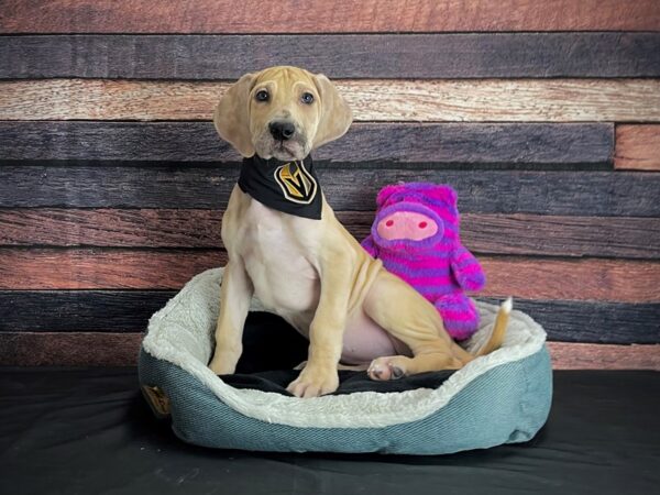 Great Dane-DOG-Female-Fawn-24685-Petland Las Vegas, Nevada