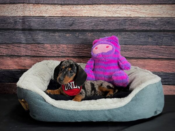 Dachshund DOG Female Black and Silver Dapple 24682 Petland Las Vegas, Nevada