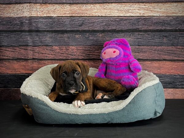 Boxer DOG Female Brindle 24681 Petland Las Vegas, Nevada