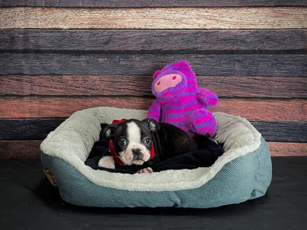 Boston Terrier DOG Male Black and White 24680 Petland Las Vegas, Nevada