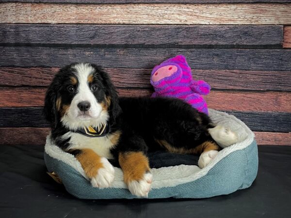 Bernese Mountain Dog DOG Female Black and Rust 24679 Petland Las Vegas, Nevada