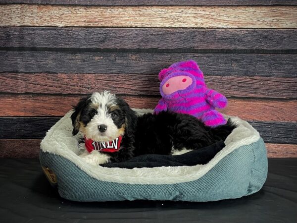 F1 Mini Bernadoodle DOG Male Tri Color 24676 Petland Las Vegas, Nevada