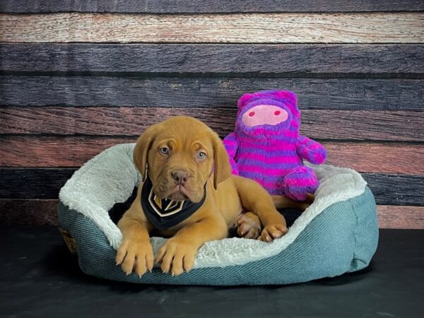 Dogue de Bordeaux DOG Male Red 24675 Petland Las Vegas, Nevada