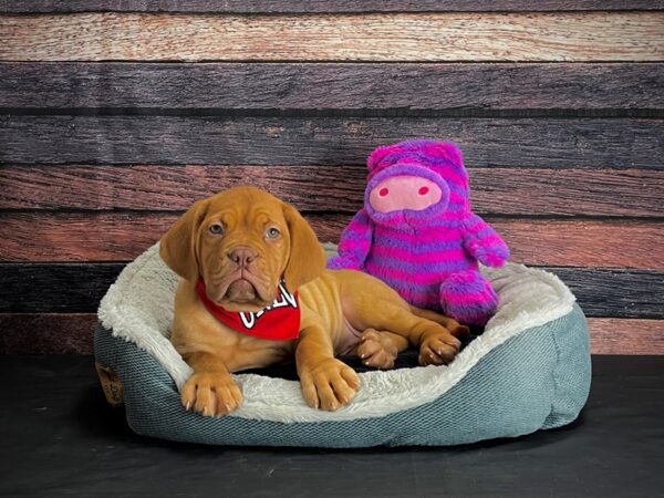 Dogue De Bordeaux-DOG-Female-Red-24674-Petland Las Vegas, Nevada