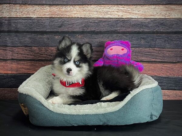 F2 Pomsky-DOG-Male-Black White and Tan-24673-Petland Las Vegas, Nevada