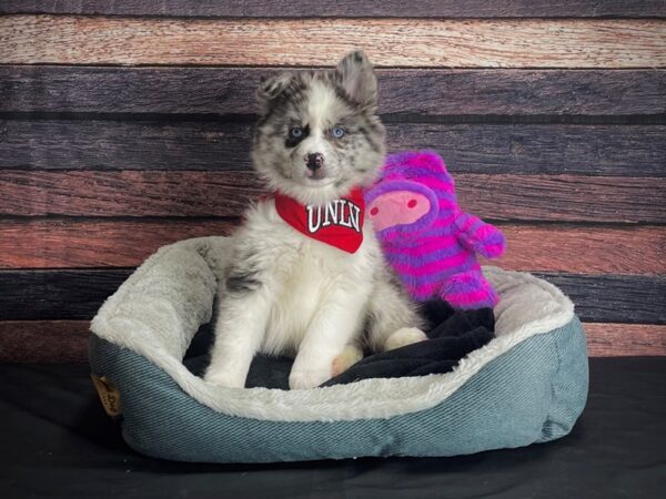 F2 Pomsky DOG Female Blue Merle and White 24672 Petland Las Vegas, Nevada