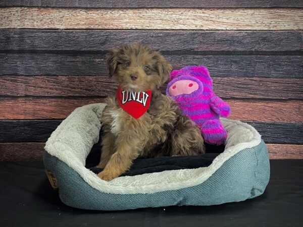 Australian Shepherd/Poodle DOG Male Merle 24671 Petland Las Vegas, Nevada