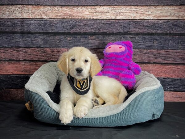 English Cream Golden Retriever DOG Female CREAM 24706 Petland Las Vegas, Nevada