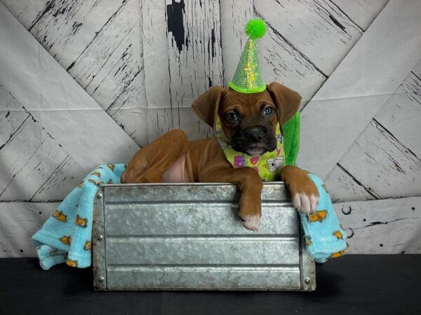 Boxer DOG Male Fawn 24707 Petland Las Vegas, Nevada