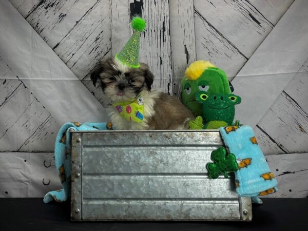 Shih Tzu DOG Male Gold and White 24713 Petland Las Vegas, Nevada