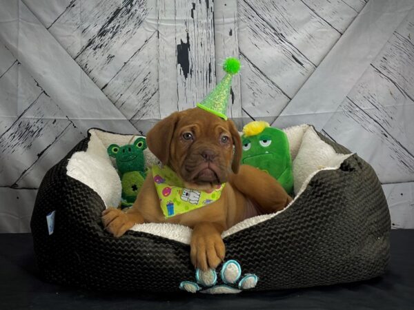 Dogue de Bordeaux DOG Female Mahogany 24714 Petland Las Vegas, Nevada