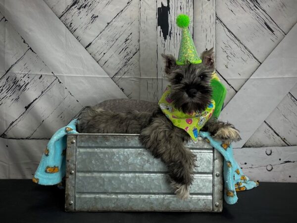 Miniature Schnauzer DOG Female Salt and Pepper 24716 Petland Las Vegas, Nevada