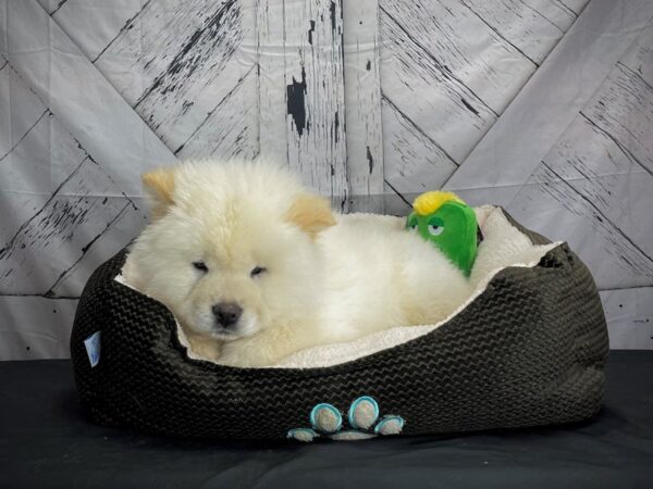 Chow Chow DOG Male Cream 24720 Petland Las Vegas, Nevada