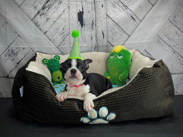 Boston Terrier DOG Female Black / White 24724 Petland Las Vegas, Nevada