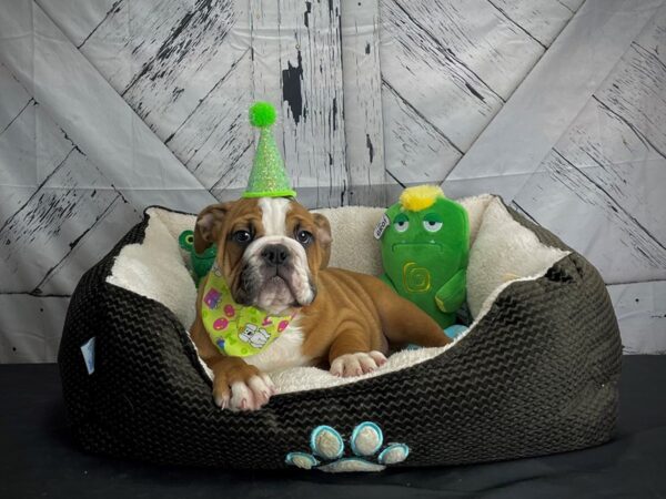 English Bulldog-DOG-Male-Red-24725-Petland Las Vegas, Nevada