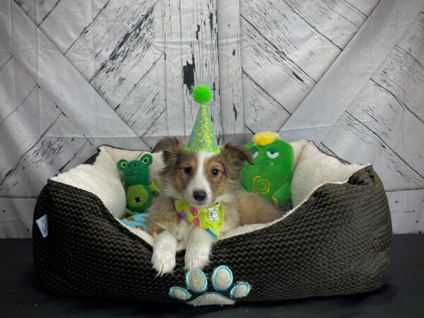 Shetland Sheepdog DOG Male Sable / White 24731 Petland Las Vegas, Nevada