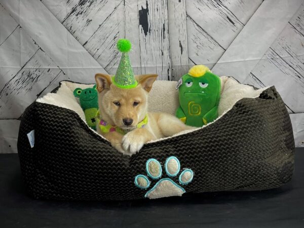 Shiba Inu DOG Male Cream 24732 Petland Las Vegas, Nevada