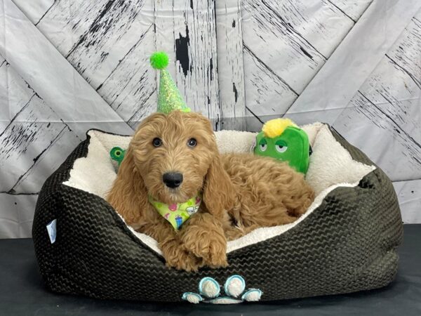 F1B Goldendoodle DOG Male Golden 24736 Petland Las Vegas, Nevada