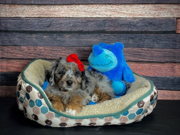 F1B Mini Labradoodle-DOG-Female-Blue Merle / Tan-24752-Petland Las Vegas, Nevada