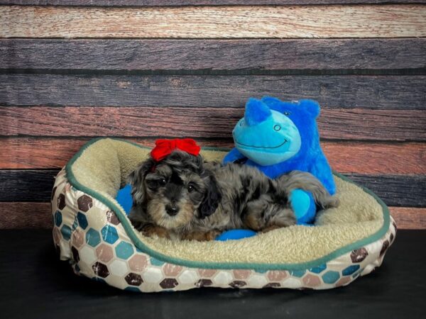 F1B Mini Labradoodle-DOG-Female-Blue Merle / Tan-24753-Petland Las Vegas, Nevada