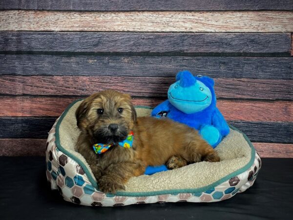 Soft Coated Wheaten Terrier/Poodle-DOG-Male-Wheaten-24751-Petland Las Vegas, Nevada