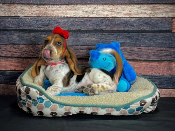 Basset Hound-DOG-Female-Black Brown and White-24763-Petland Las Vegas, Nevada