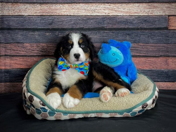 Bernese Mountain Dog DOG Male Black and Rust 24765 Petland Las Vegas, Nevada