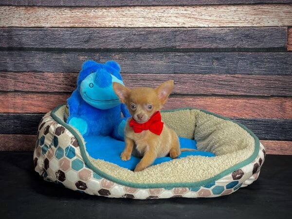 Chihuahua DOG Male Red 24740 Petland Las Vegas, Nevada