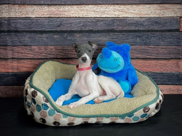 Italian Greyhound DOG Female White 24743 Petland Las Vegas, Nevada