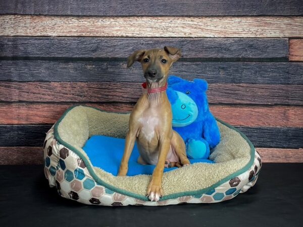 Italian Greyhound DOG Female Fawn 24744 Petland Las Vegas, Nevada