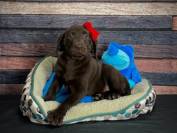 Labrador Retriever DOG Female Chocolate 24756 Petland Las Vegas, Nevada