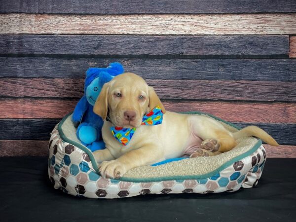 Labrador Retriever DOG Male Yellow 24745 Petland Las Vegas, Nevada