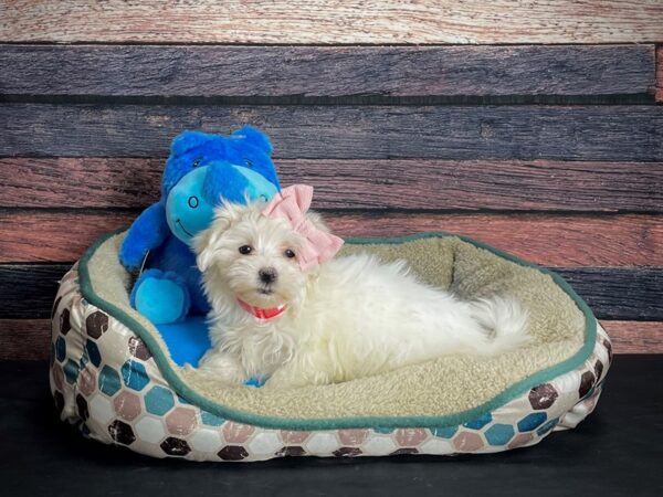 Maltese DOG Female White 24758 Petland Las Vegas, Nevada