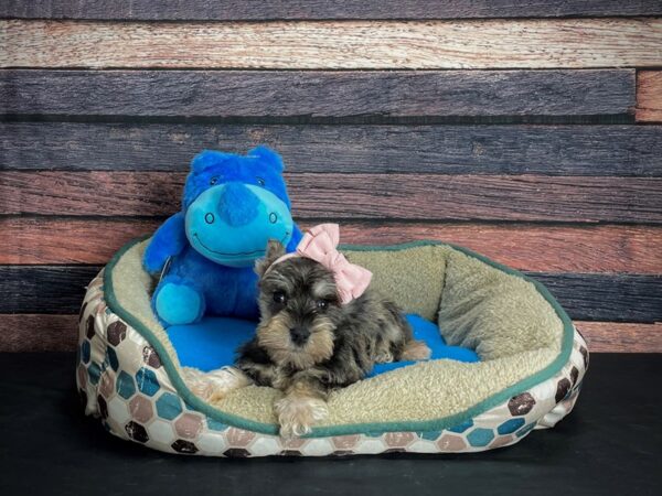 Miniature Schnauzer DOG Female Black and Silver 24759 Petland Las Vegas, Nevada