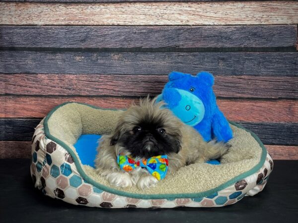 Pekingese DOG Male Sable 24760 Petland Las Vegas, Nevada