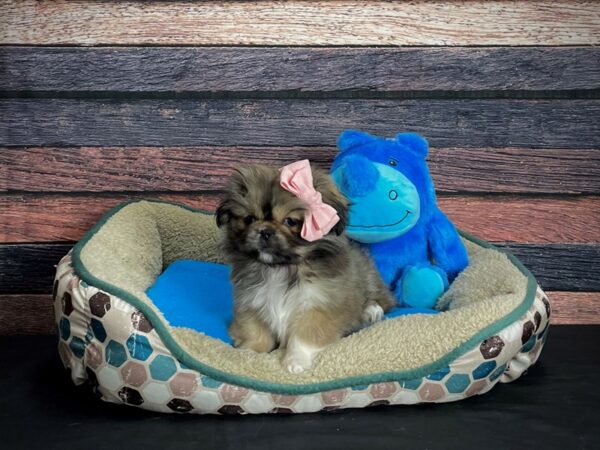 Pekingese-DOG-Female-Red Sable-24746-Petland Las Vegas, Nevada