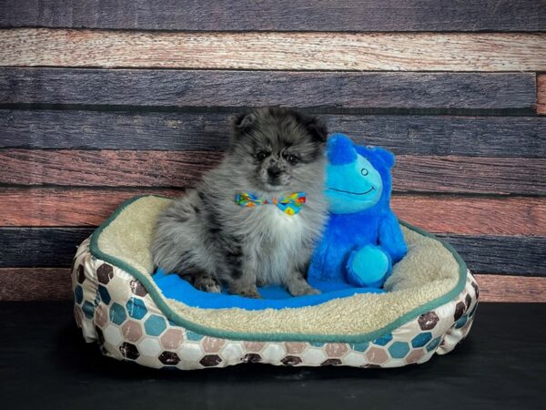 Pomeranian-DOG-Male-Blue Merle-24748-Petland Las Vegas, Nevada