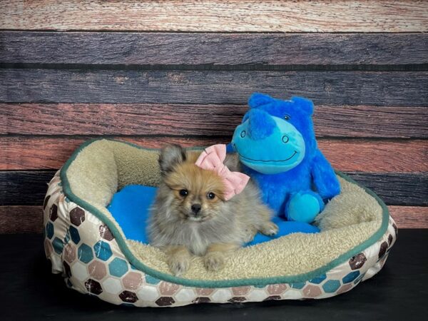 Pomeranian-DOG-Female-Red Sable-24747-Petland Las Vegas, Nevada