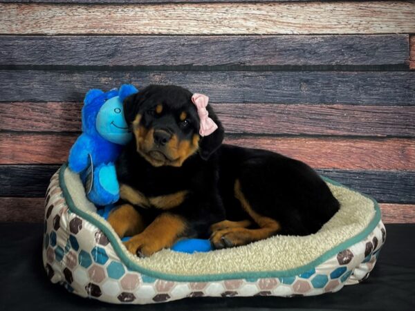 Rottweiler-DOG-Female-Black and Rust-24761-Petland Las Vegas, Nevada