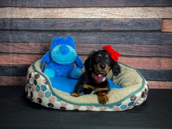 Dachshund DOG Female Black and Tan 24755 Petland Las Vegas, Nevada