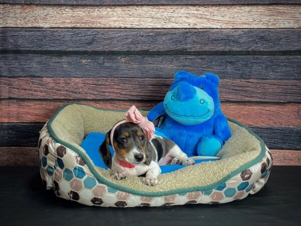 Dachshund DOG Female Silver / Tan 24742 Petland Las Vegas, Nevada