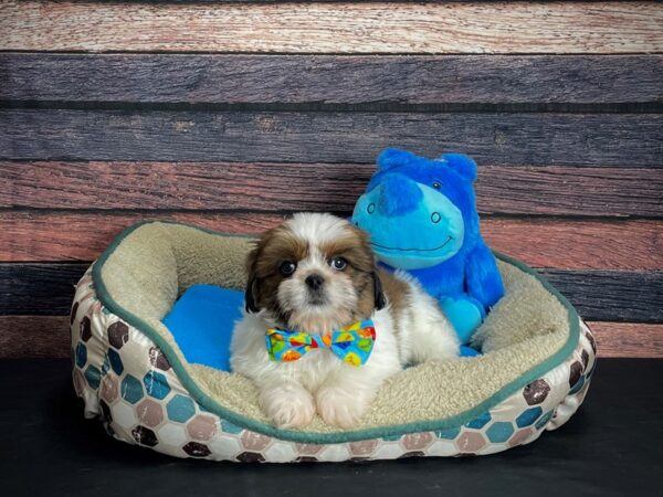 Shih Tzu DOG Male Red / White 24749 Petland Las Vegas, Nevada