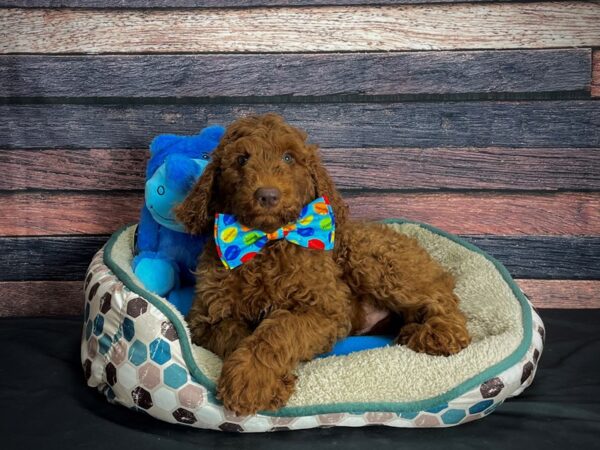 Standard Poodle DOG Male 24771 Petland Las Vegas, Nevada